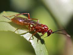 Ichneumon Wasp